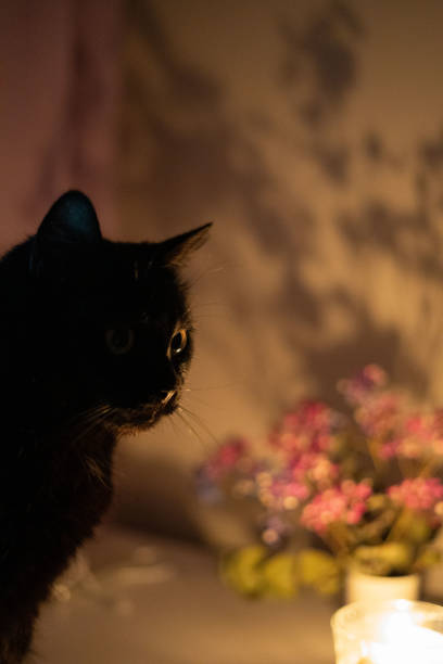 istock A black cat sits regally next to a lit candle, creating a mystical and serene atmosphere with soft dim lighting casting gentle shadows on nearby flowers 2195266228