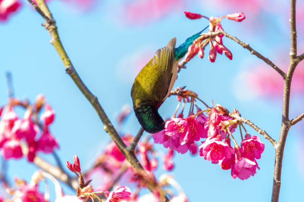 istock The forked tailed sunbird that inhabits cherry blossom trees 2195266256