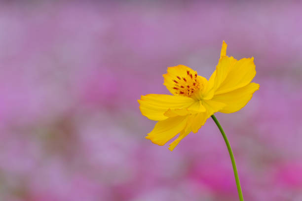 A stunning yellow cosmos flower stands out against a soft pink bokeh background, radiating warmth and elegance.