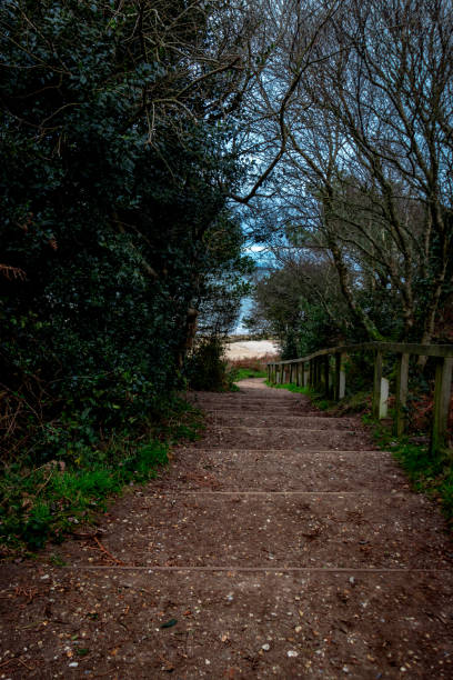 istock A forest pathway with wooden steps descends towards a serene beach, enveloped by lush greenery and leafless trees on a cloudy day. 2195266686