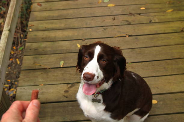 Good Doggy Sits For Her Treat During Dog Training