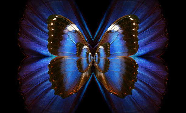 istock wing magic. bright colorful wings of tropical morpho butterfly. abstract pattern from blue wings. 2195266977