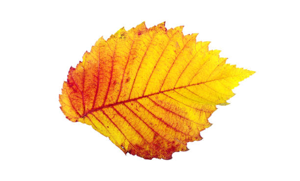 istock colorful autumn elm leaf isolated on white. 2195267934