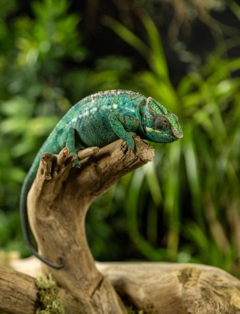 istock Adorable green chameleon sitting on a barkless branch 2195268118
