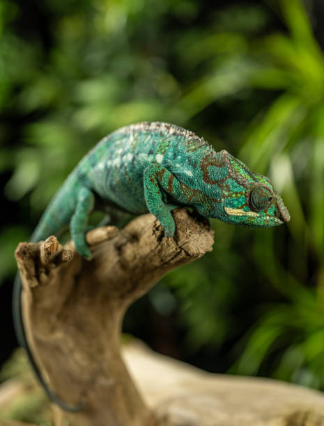 istock Adorable green chameleon sitting on a barkless branch 2195268123