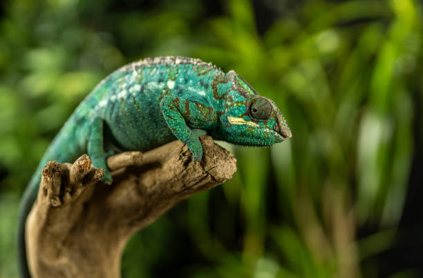 istock Adorable green chameleon sitting on a barkless branch 2195268128