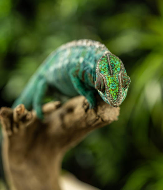 Chameleon in the primeval forests of the Andasibe National Park, Eastern Madagascar