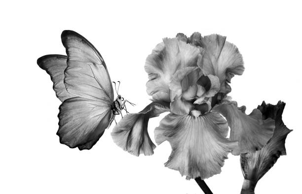tropical morpho butterfly on iris flower isolated on white. black and white.