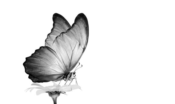 istock tropical morpho butterfly on chamomile flower black and white. copy space 2195268187
