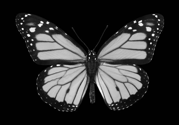 istock black and white monarch butterfly isolated on black 2195268189