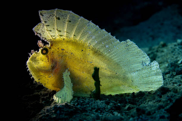 Colour variations of Leaf Scorpionfish Taenianotus triacanthus include white, pink, yellow, tan, brown and black with mottling. The species occurs in the tropical Indo-Pacific in a depth range from 5-135m, usually 5- 20m, max. length 10cm. The species has the habit of mimicking a dead leaf by swaying from side to side. Since the fish has a narrow body, the backlight penetrates almost everywhere.Lembeh Strait, Indonesia 1°25'51.2087 N 125°11'5.1449 E at 5m depth