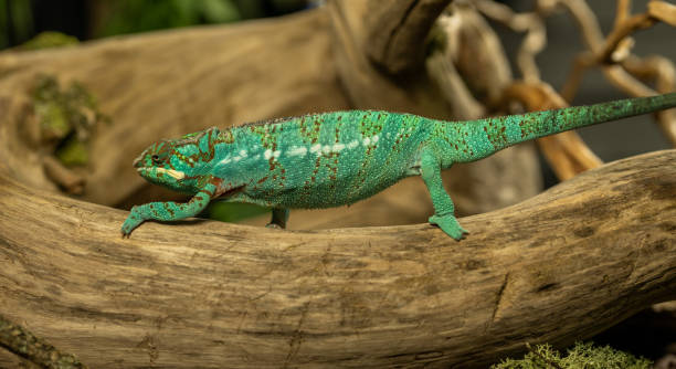 istock Curious green chameleon is walking along the barkless branch and exploring surroundings 2195268422