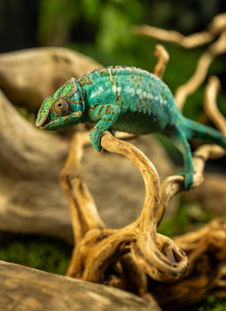 istock Deep green chameleon is sitting and holding onto the branch 2195268428