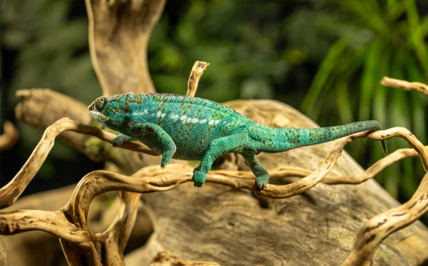 Deep green chameleon is walking and holding onto the branch.