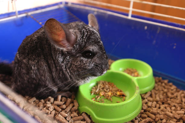 istock People care for and play with chinchillas. 2195269051