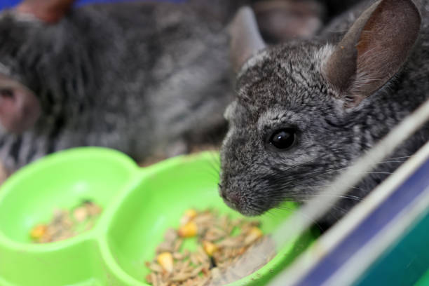 istock People care for and play with chinchillas. 2195269262