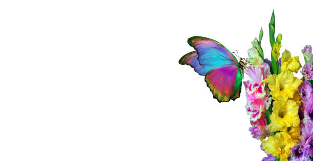 Colorful morpho butterfly on gladiolus flowers isolated on white. copy space