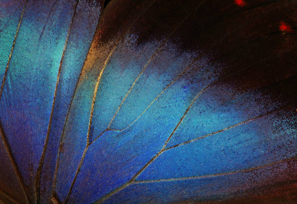 istock Wings of a butterfly Morpho texture background. Blue Morpho butterfly 2195269921