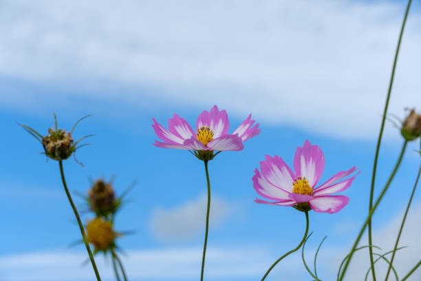 Pink cosmos flowers stand tall against a backdrop of clear blue skies.