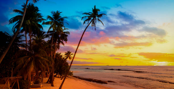 istock Summer with sunrise scene with  palm trees background as texture frame background 2195270485
