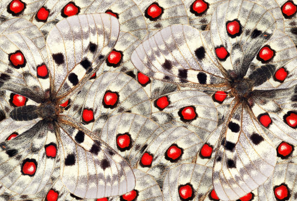 bright abstract pattern from apollo butterfly wings. butterfly wings ornament