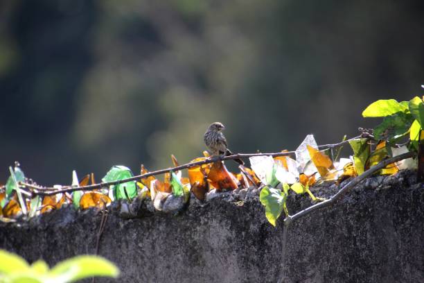 istock mulberry bird - Vollatinia jacarina 2195270703