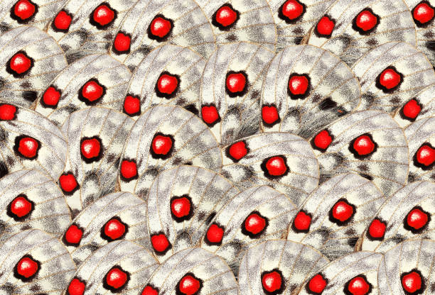 bright abstract pattern from apollo butterfly wings. butterfly wings ornament
