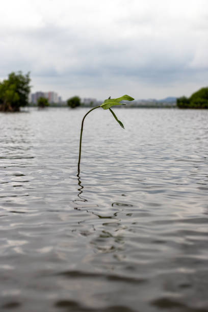 A dense mangrove forest thrives with lush green vegetation, showcasing a balanced natural ecosystem. This serene coastal habitat protects shorelines, supports biodiversity, and highlights the beauty and importance of natures resilience