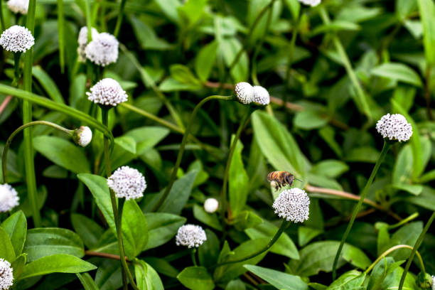 istock A honeybee captured mid-flight approaching a white flower among lush green leaves. The image celebrates the harmony of nature, highlighting the importance 2195272065