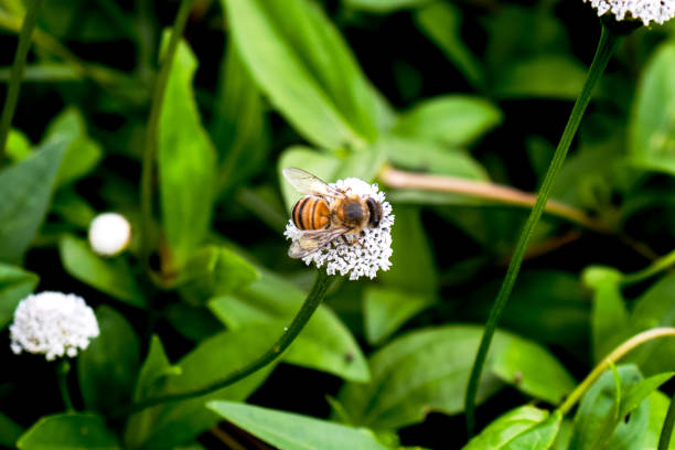 A honeybee perched on a white flower amidst lush green leaves and multiple blossoms, showcasing the delicate interplay of pollination and nature's beauty