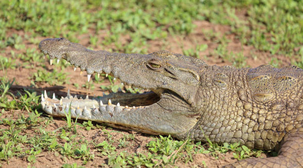 istock Nilkrokodil / Nile crocodile / Crocodylus niloticus 2195272862