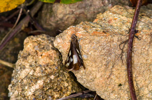 Udaspes folus sits on a green leaf