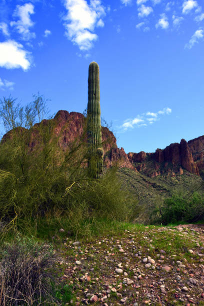 istock Salt River Recreation Area Arizona 2195273503