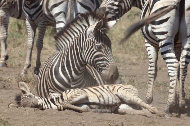 istock Steppenzebra / Burchell's zebra / Equus quagga burchellii 2195273936