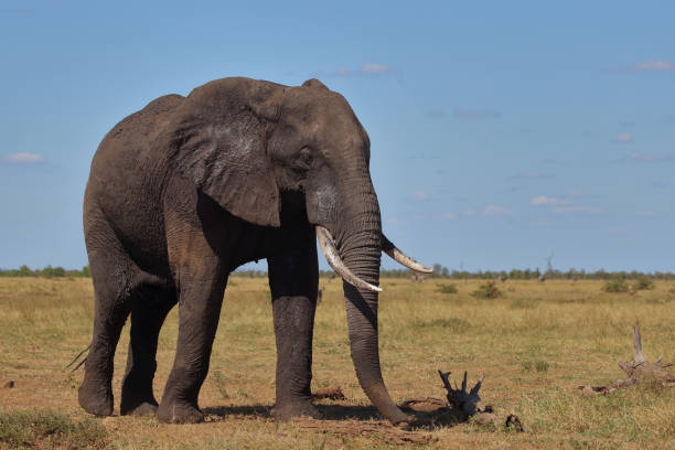 istock Afrikanischer Elefant / African elephant / Loxodonta africana 2195273974