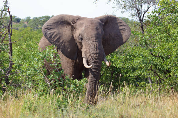 istock Afrikanischer Elefant / African elephant / Loxodonta africana 2195274192