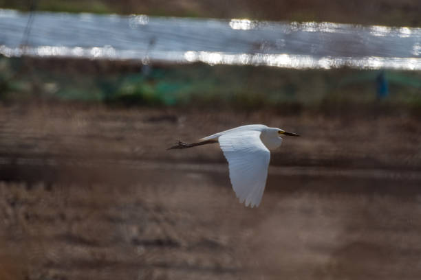 istock a white egret flying during the hot day. 2195274386