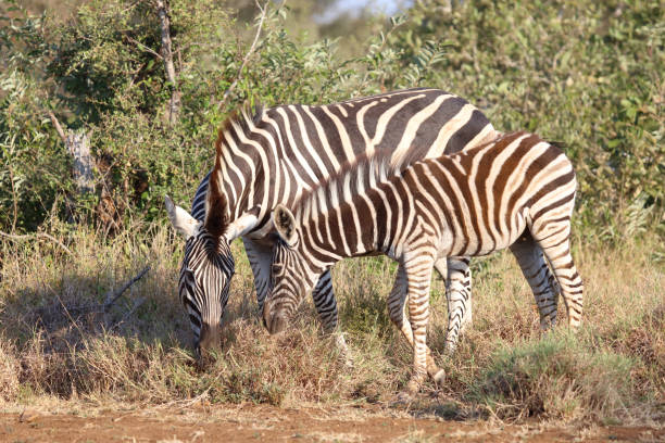 istock Steppenzebra / Burchell's zebra / Equus quagga burchellii 2195274387