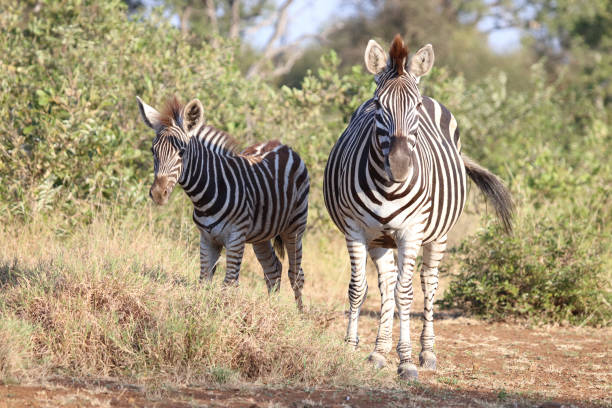 istock Steppenzebra / Burchell's zebra / Equus quagga burchellii 2195274389
