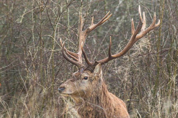 E red deers tail is short and the mirror (a hairy spot on the bottom) is yellow-brown. Males have antlers, which are shed in late winter. Male red deer in the reed swamp landscape of the Oostvaardersplassen wear large antlers