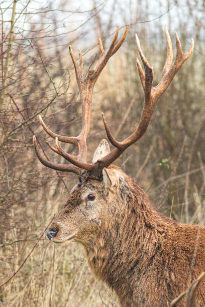 istock A red deer is a large ungulate, with a reddish summer coat and a gray-brown winter coat 2195274505