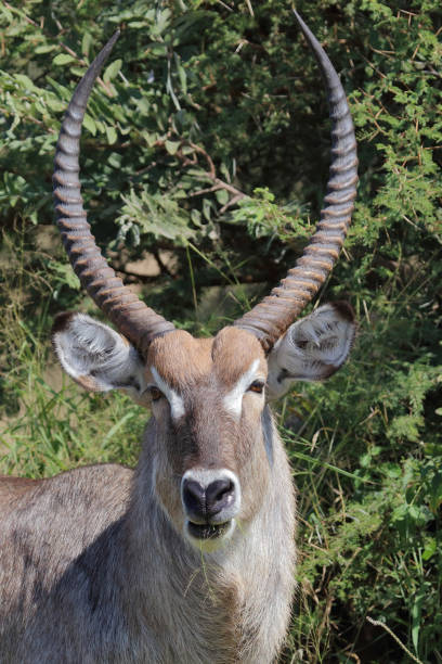 istock Wasserbock / Waterbuck / Kobus ellipsiprymnus 2195274656