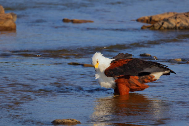 Afrikanischer Schreiseeadler / African fish-eagle / Haliaeetus vocifer