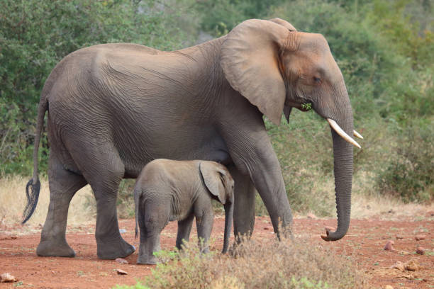 istock Afrikanischer Elefant / African elephant / Loxodonta africana 2195274976