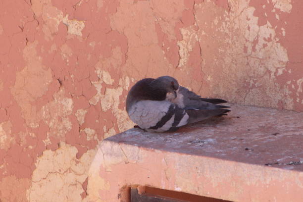 istock Gray pigeon sitting on a building 2195275135