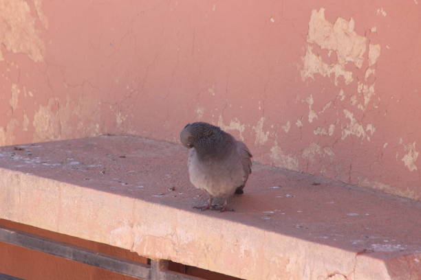 Gray pigeon sitting on a building