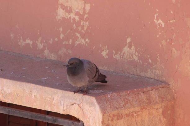 istock Gray pigeon sitting on a building 2195275344