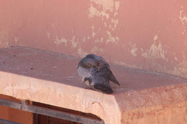 istock Gray pigeon sitting on a building 2195275355