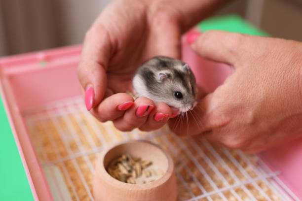 istock People look after and play with the hamster. 2195277648