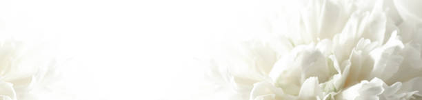 istock long banner. Soft White Peony Blossoms on a white background. Blur and selective focus 2195278372